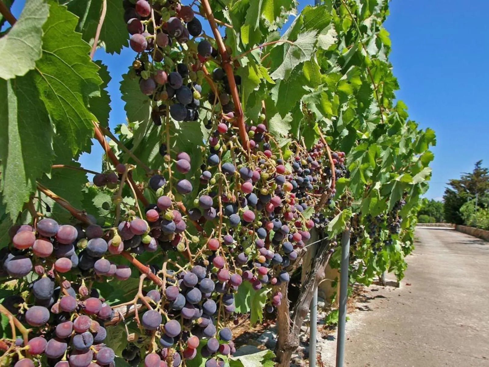Ferienvilla "Rafalet - Buiten
