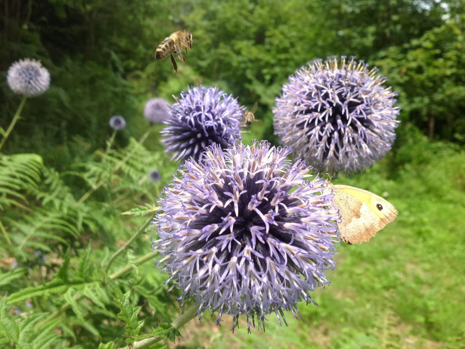 Kräuterhof-Ferienwohnung - Buiten