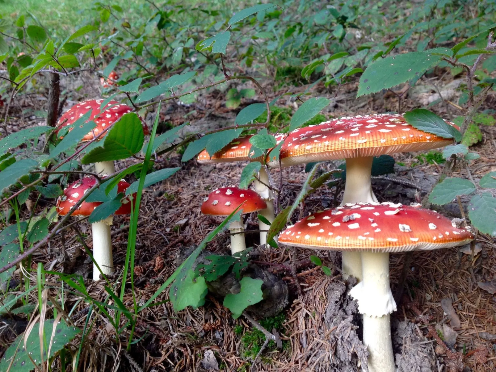 Kräuterhof-Ferienwohnung - Buiten