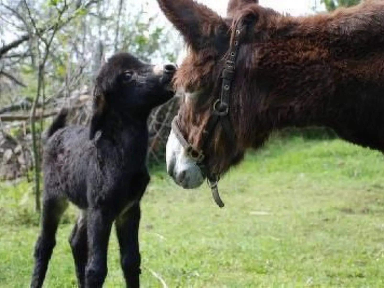 NATUR IN IHRER REINSTEN FORM - Image-tags.info
