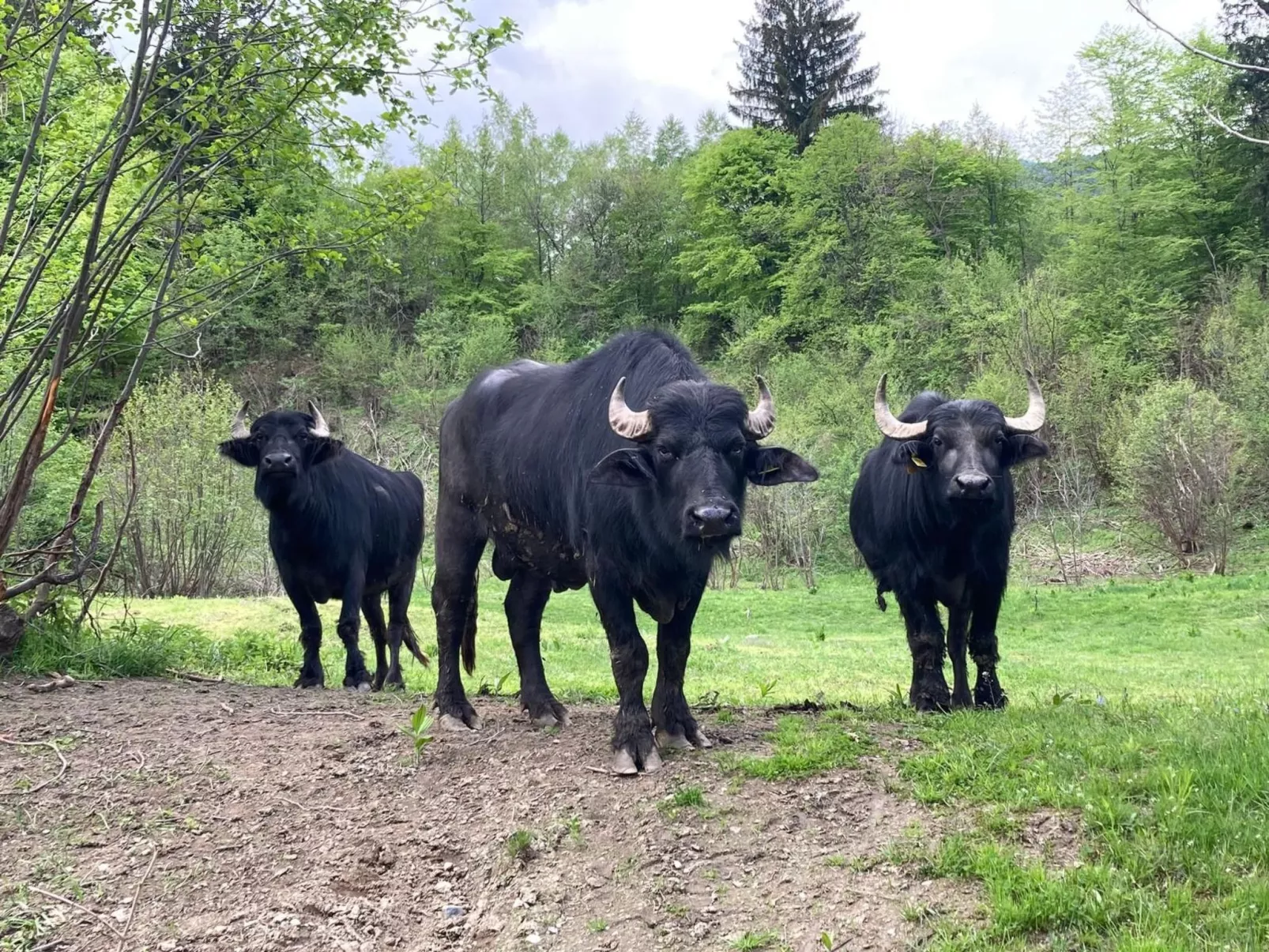 Vila Roberta Breaza Brasov - Buiten