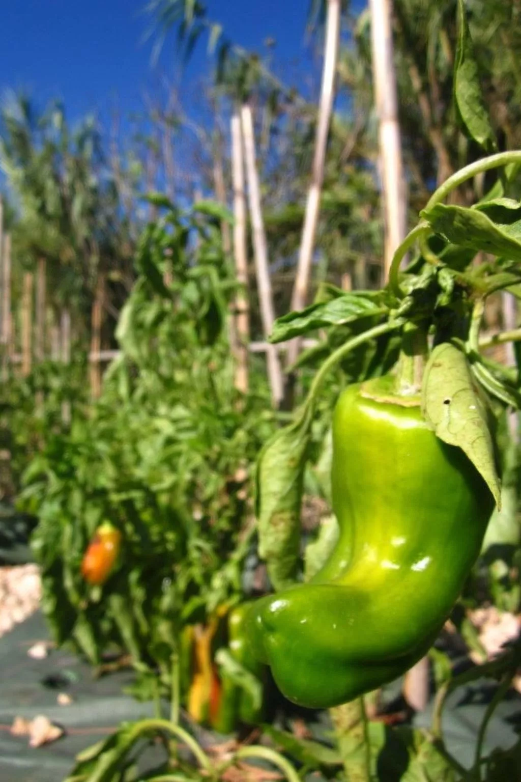 Romantisch und einzigartig "Das Bambus-Apartment" - Image-tags.info