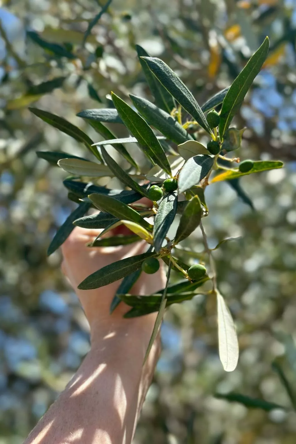 Tolles Reihenhaus im Olivenhain - Image-tags.info