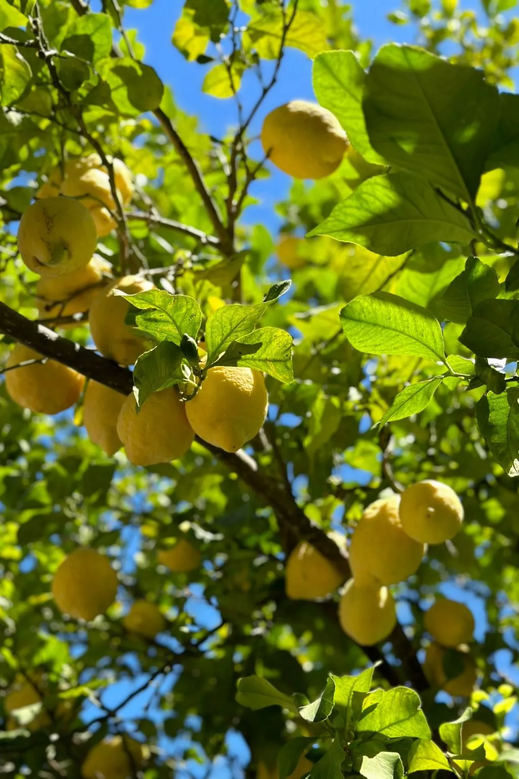 Landgut mit Blick auf das Wasser - Buiten
