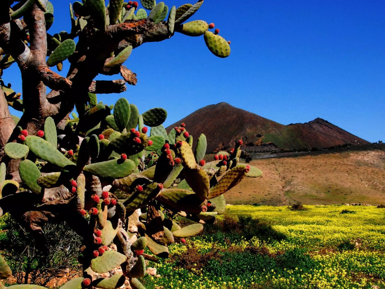 Liebevoll eingerichtetes Apartment Calima Amarilo - Image-tags.info