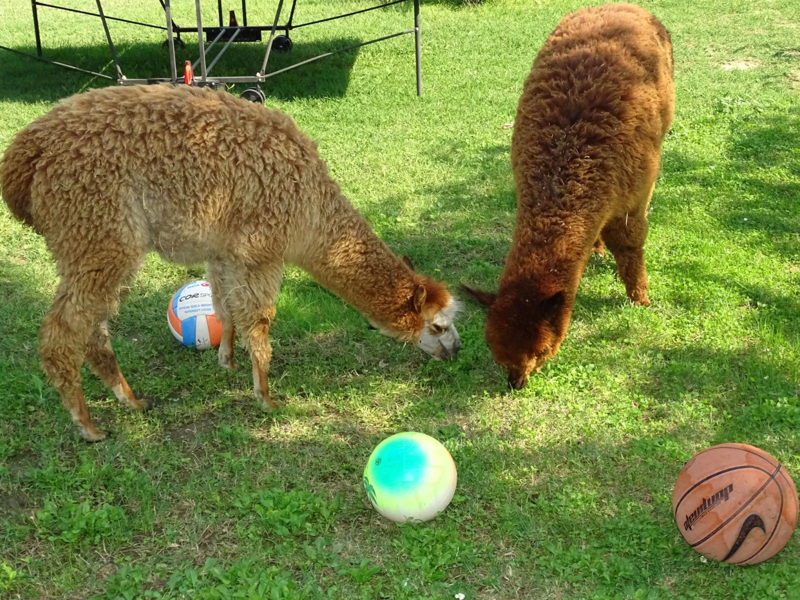 Junior Suite - Binnen