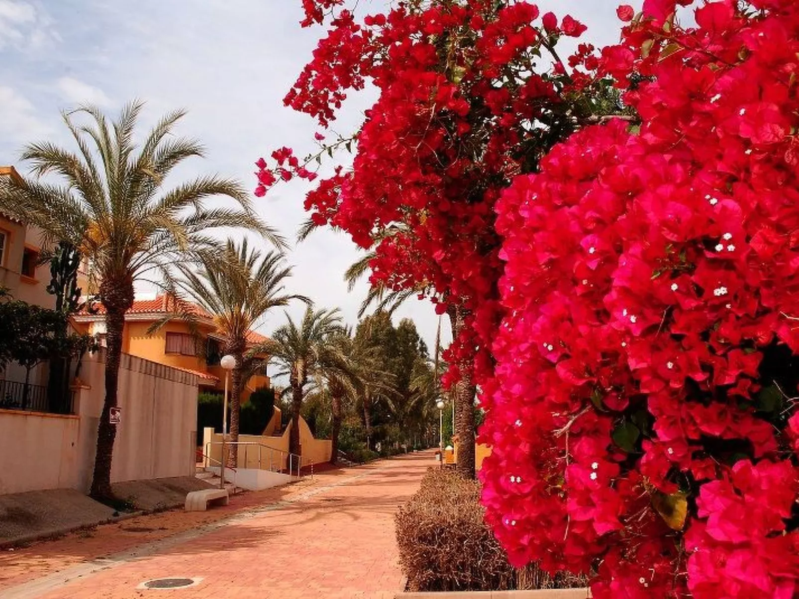 Violeta 17 - Image-tags.info