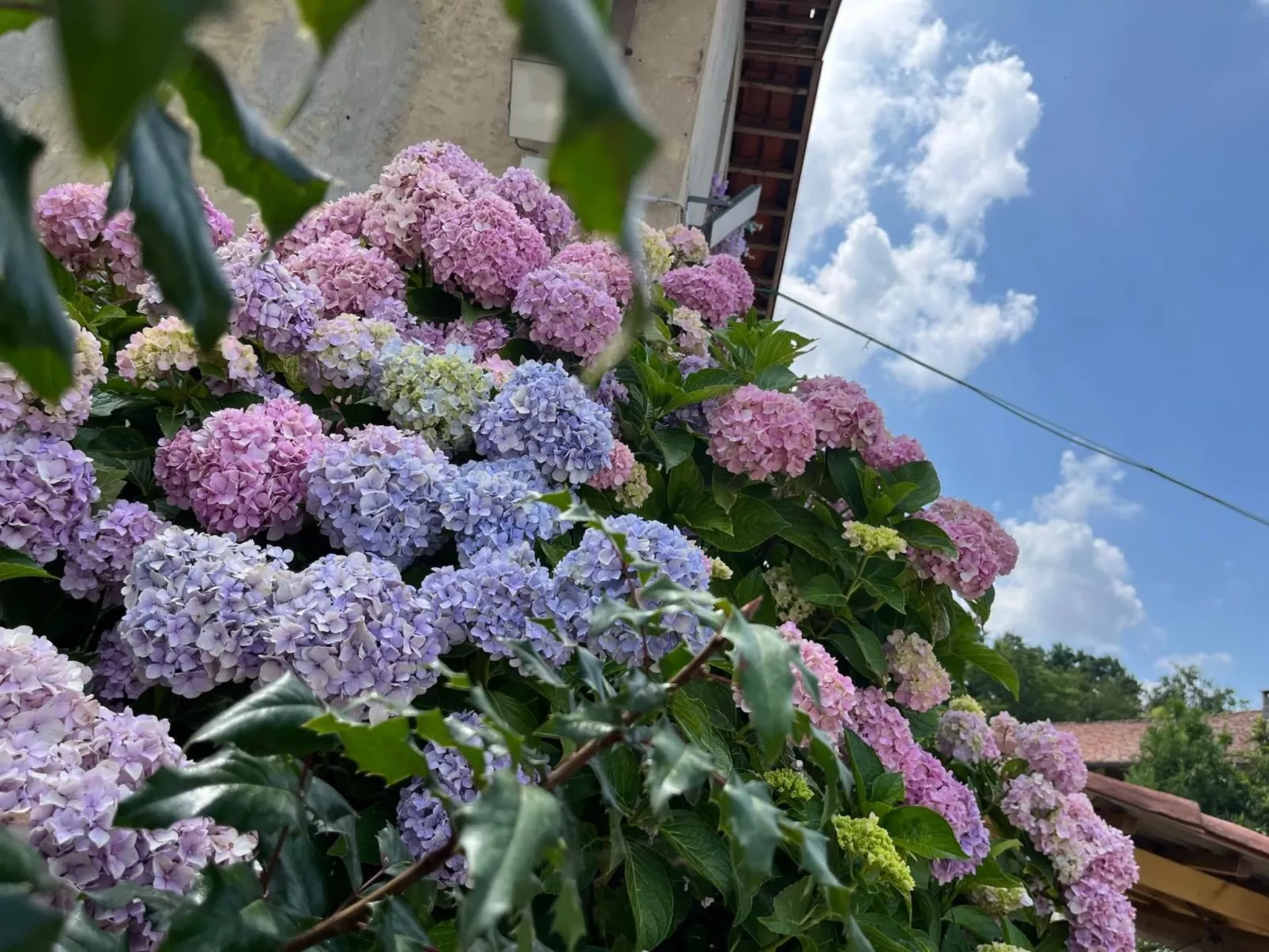 Orchideen-Zimmer - Buiten