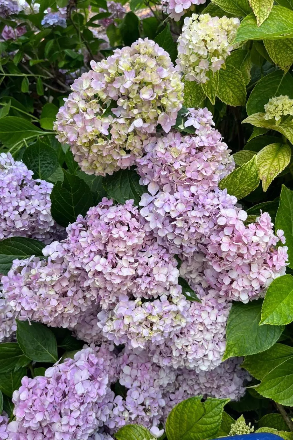 Orchideen-Zimmer - Image-tags.info