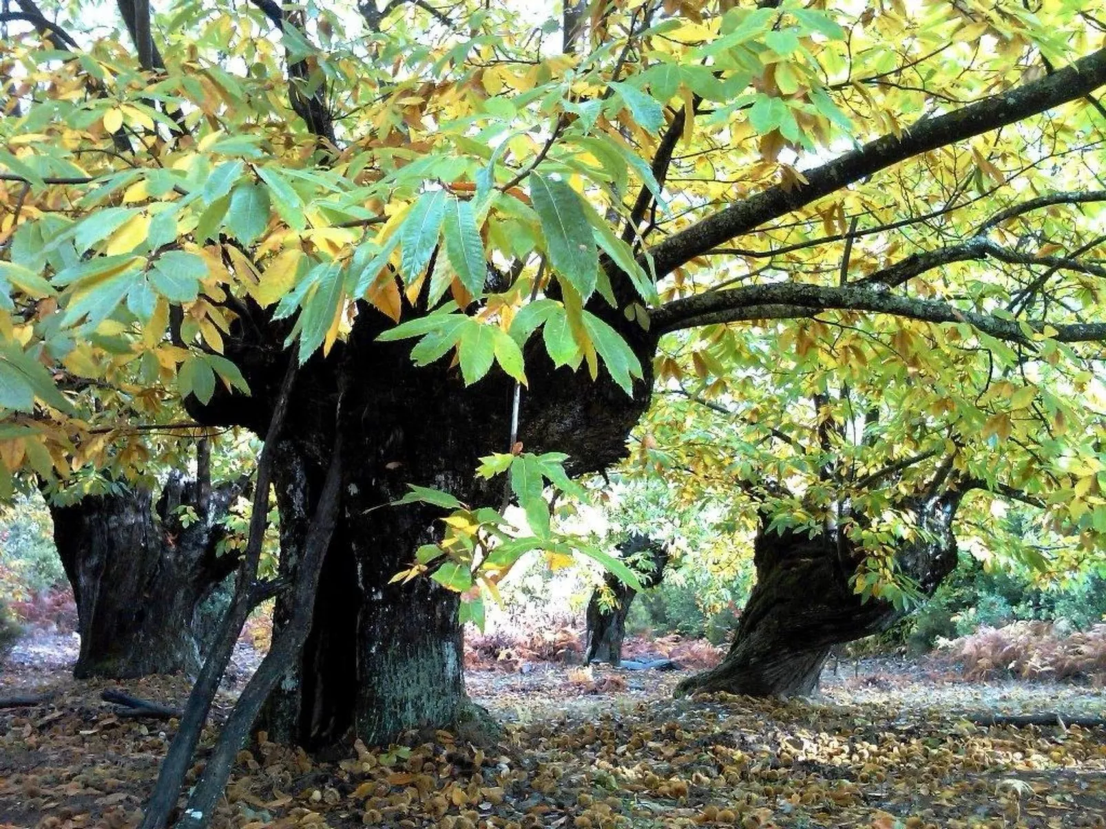 Ländliches Haus Ruralmedulas, 10 Personen - Image-tags.info