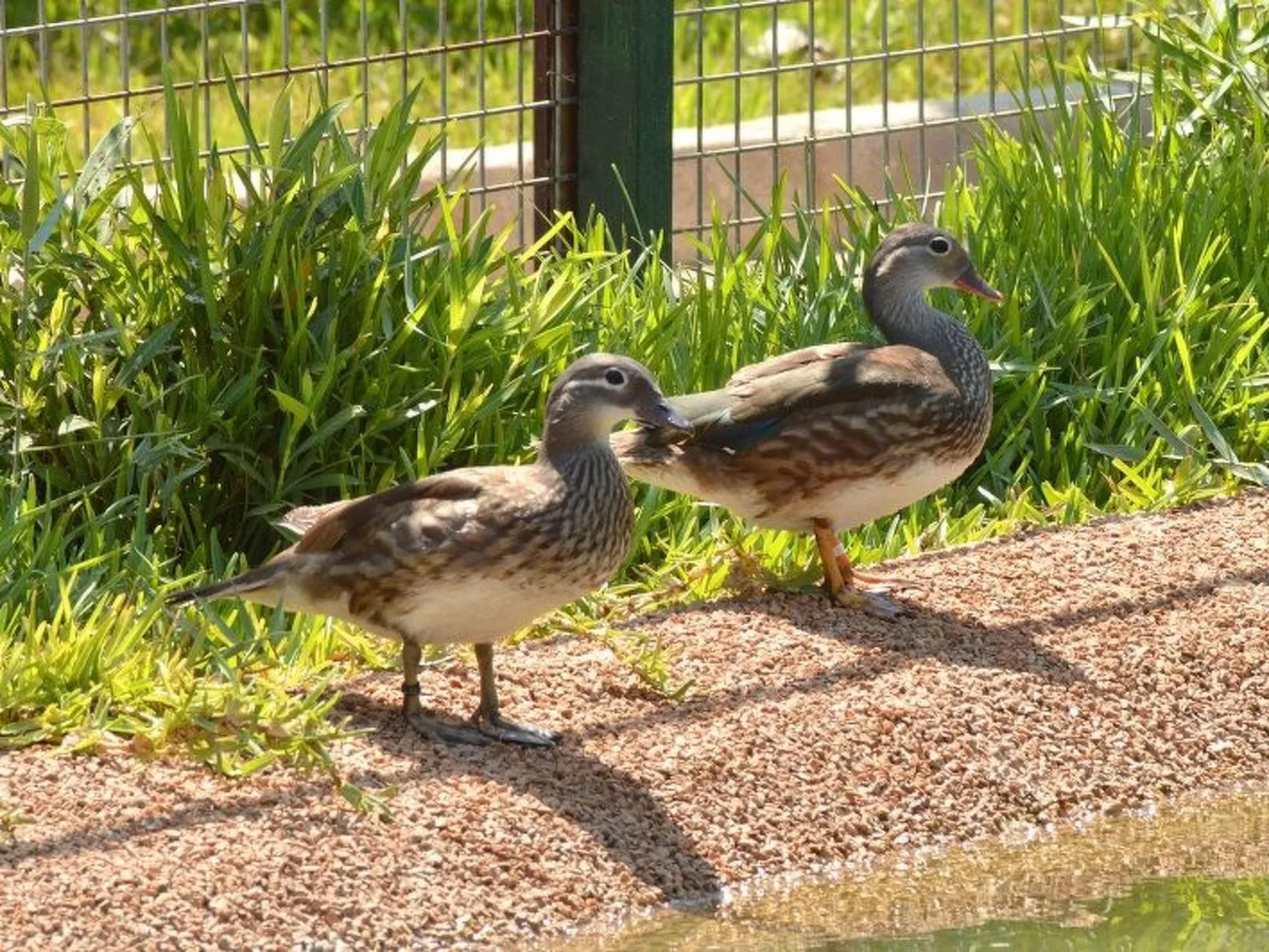 Violeta 17 - Image-tags.info