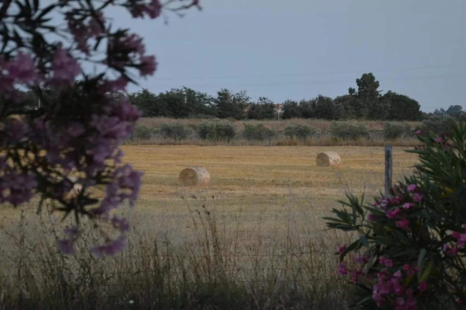Lavanda - Gebieden zomer 20km
