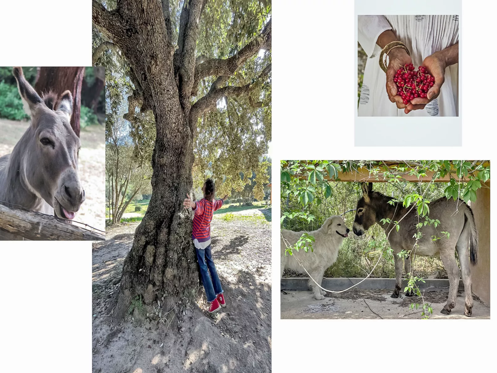 La Casetta Di Legno Nel Bosco - Binnen