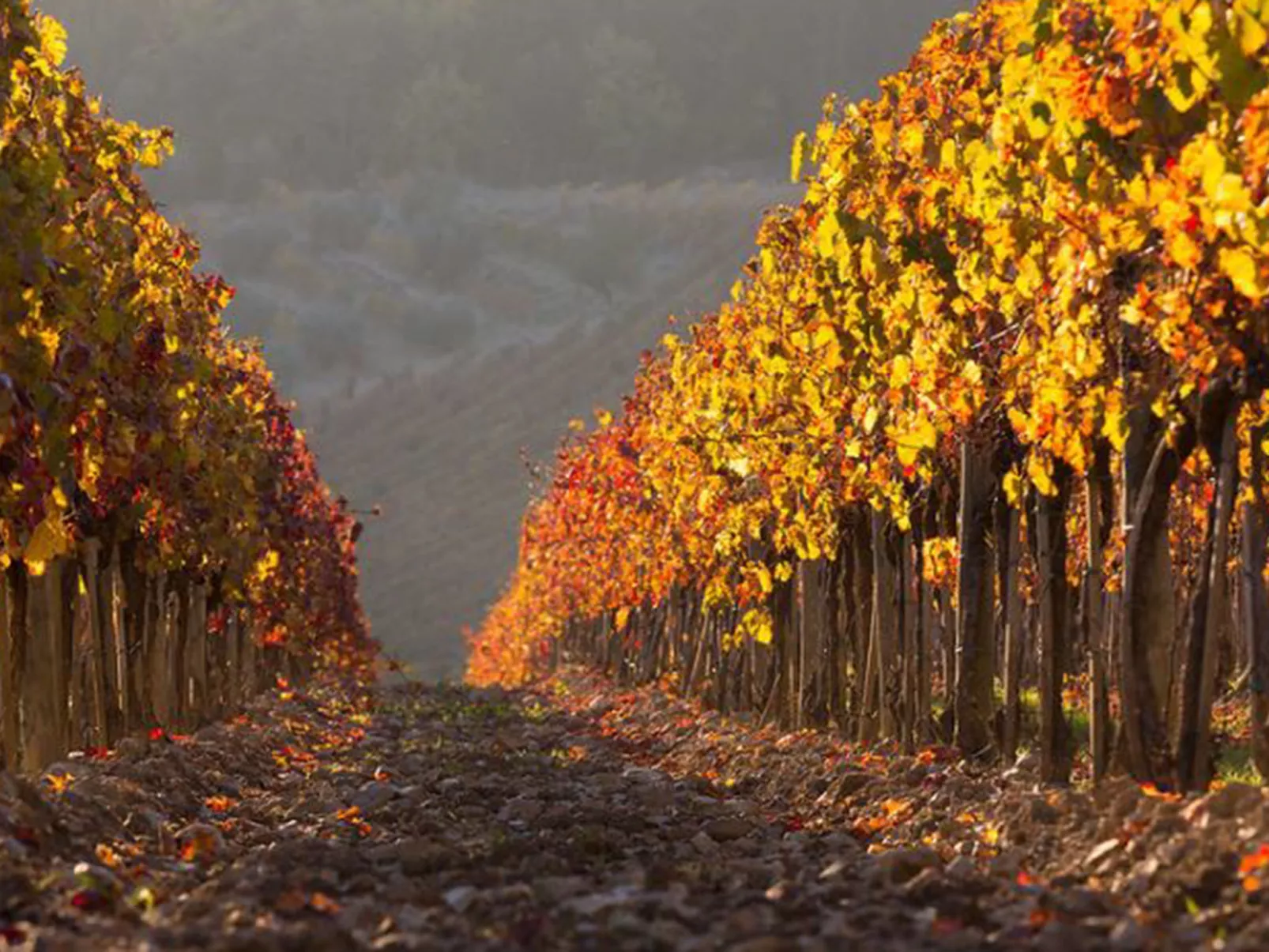 Villa Elisa - Omgeving