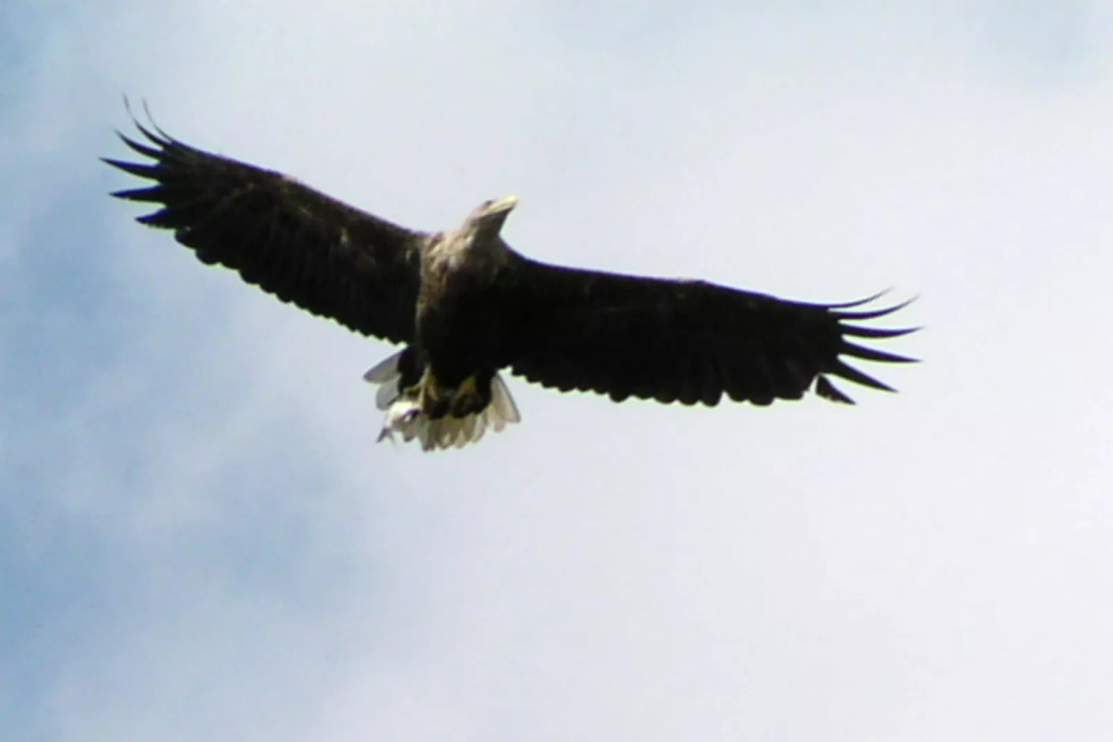 Mobilheim mit 2 Schlafzimmern bis 4 Personen - Parkfaciliteiten