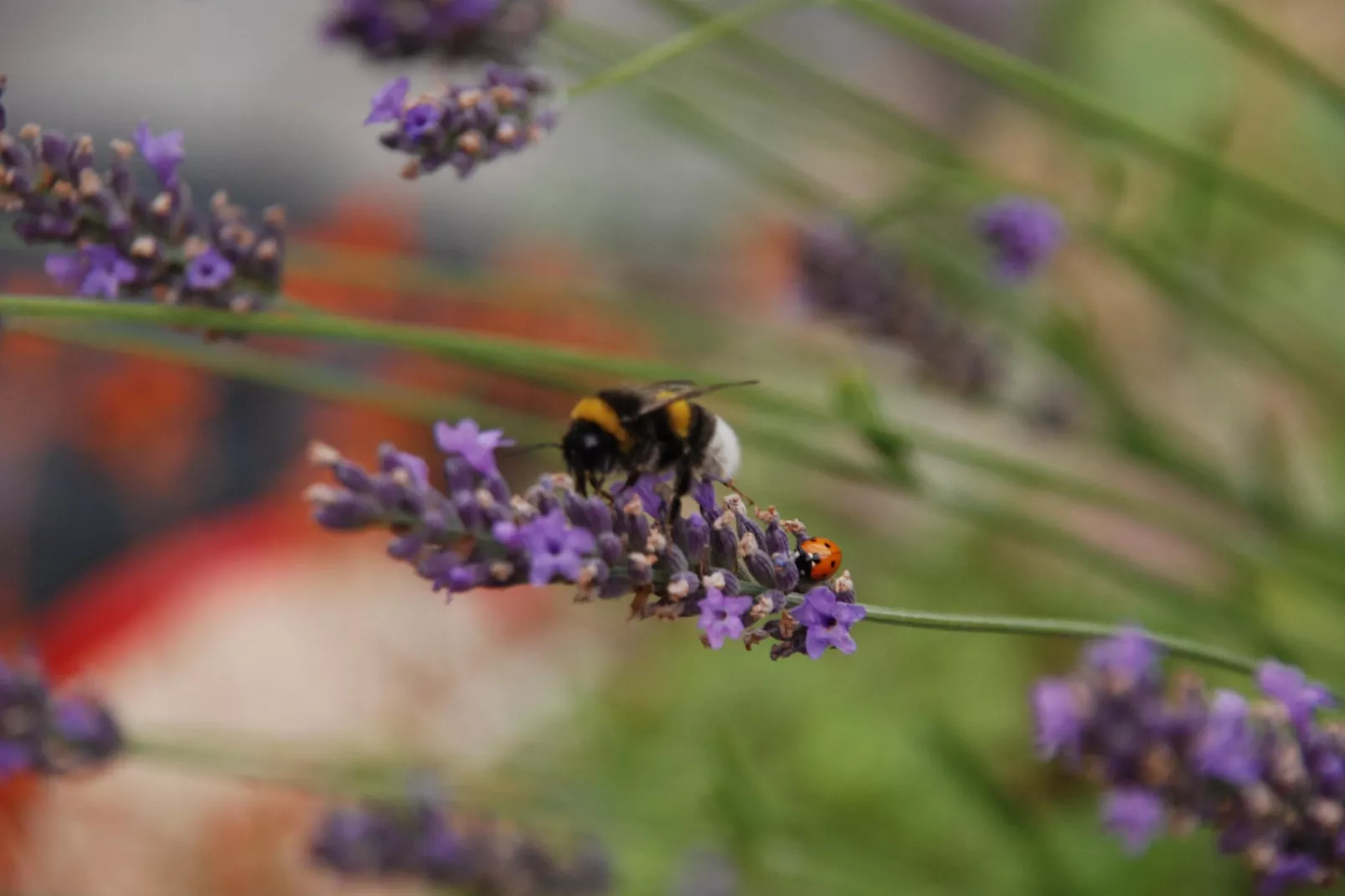 Mobilheim mit 2 Schlafzimmern bis 4 Personen - Gebieden zomer 1km