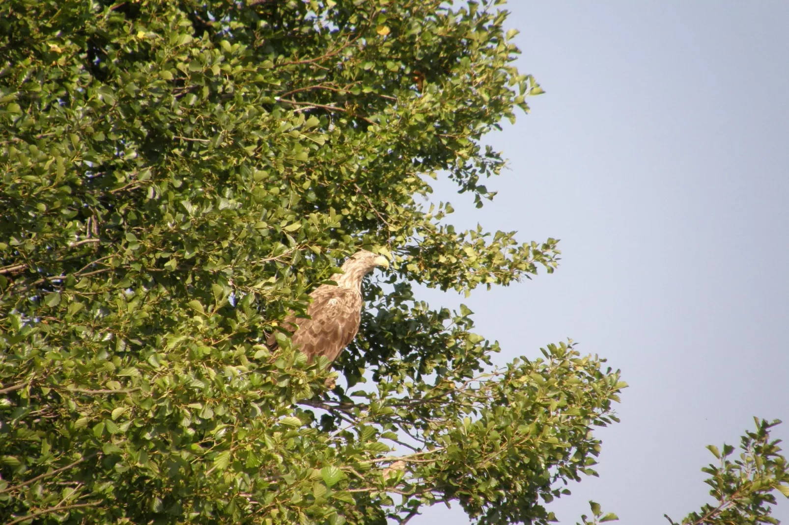 Mobilheim mit 3 Schlafzimmern bis 6 Personen - Gebieden zomer 1km