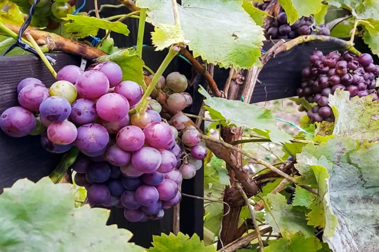 4 sterren vakantie huis in INGARÖ - Niet-getagd