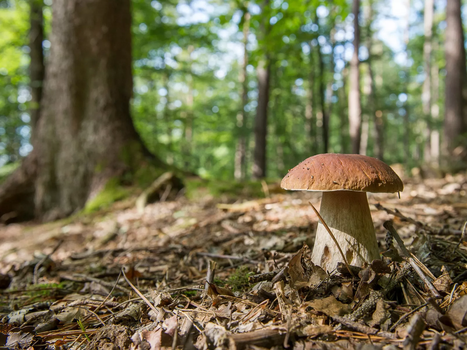 House Veles - Omgeving