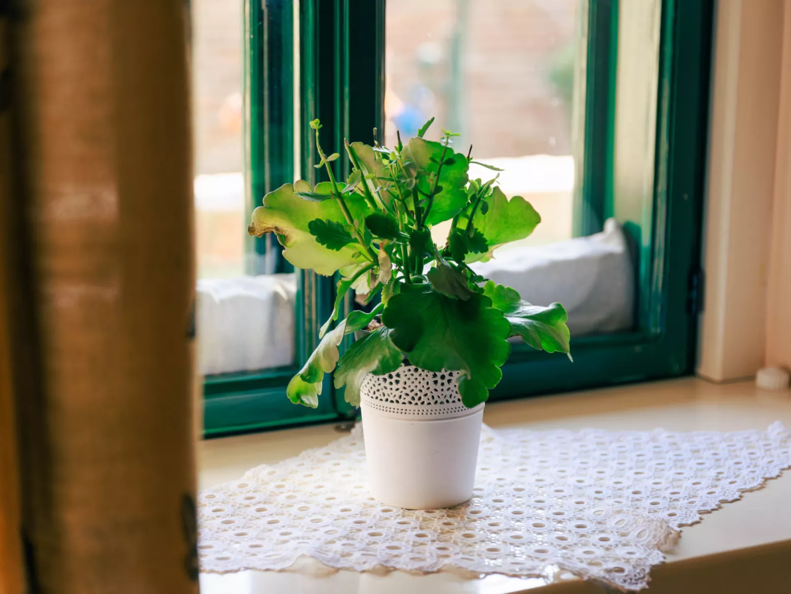 House Biljkinog oca - Binnen