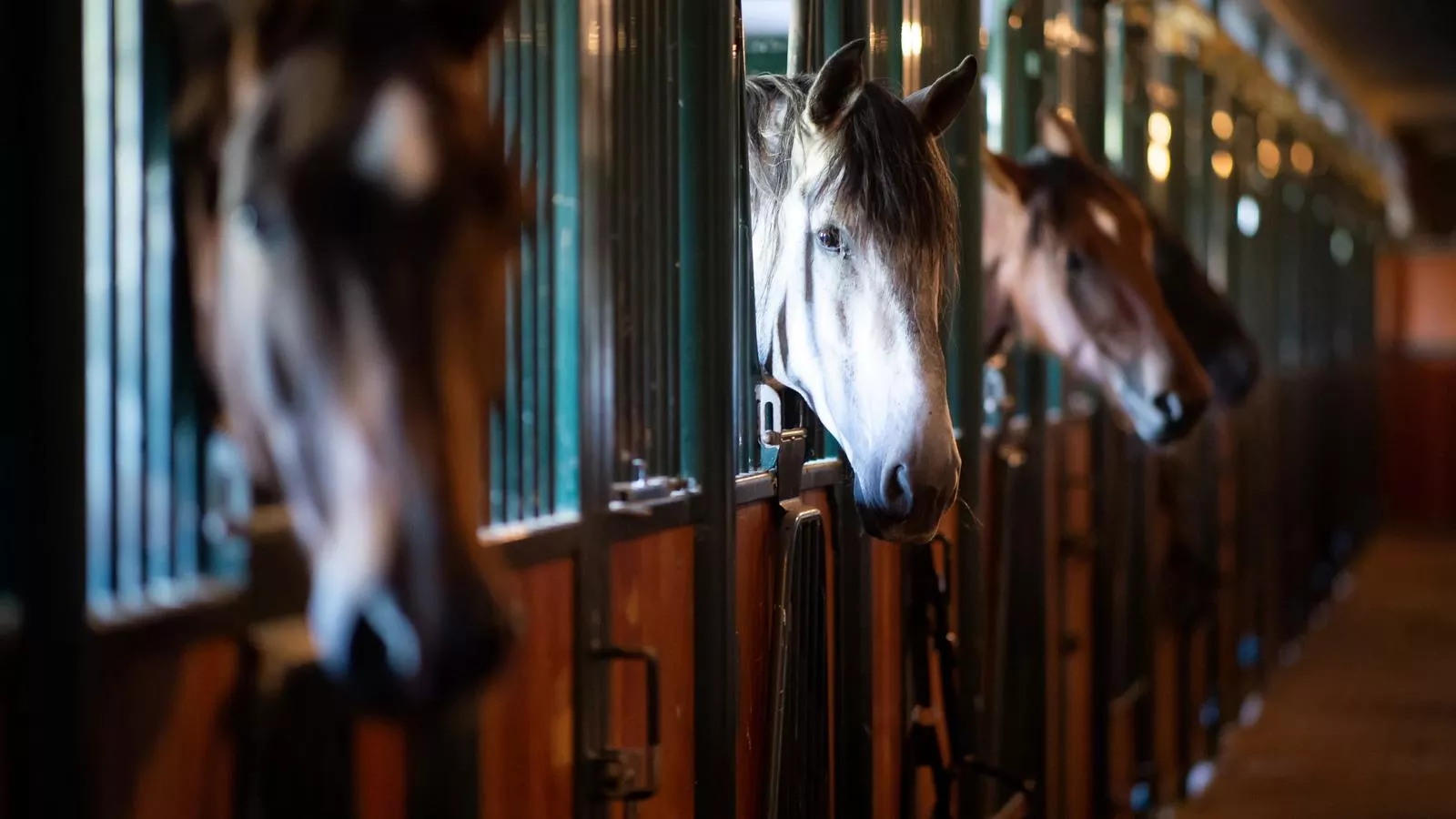 Aekinger Lodge - Gebieden zomer 1km