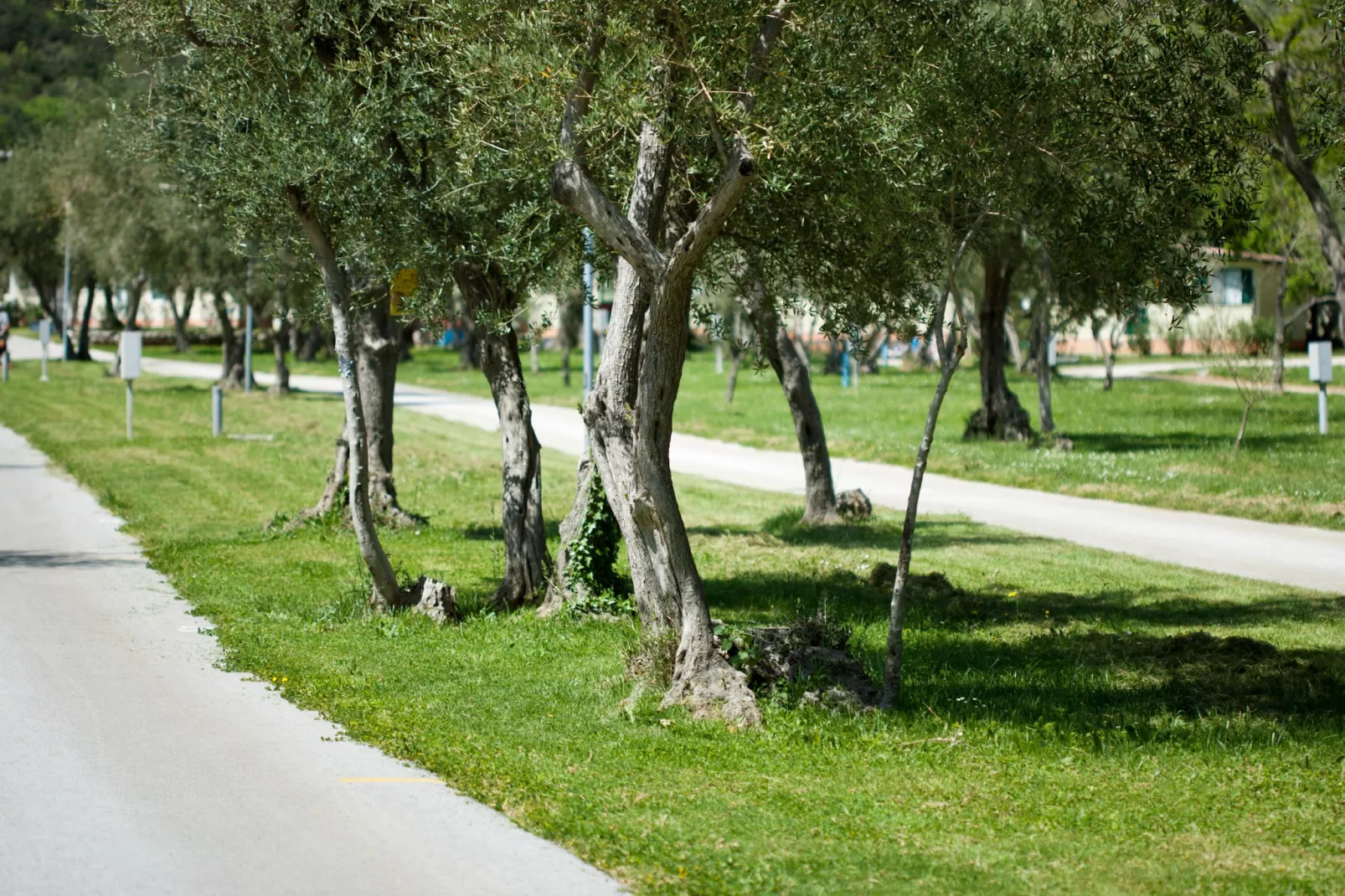 Camping Oliva / COMFORT mobile home COM - Tuinen zomer