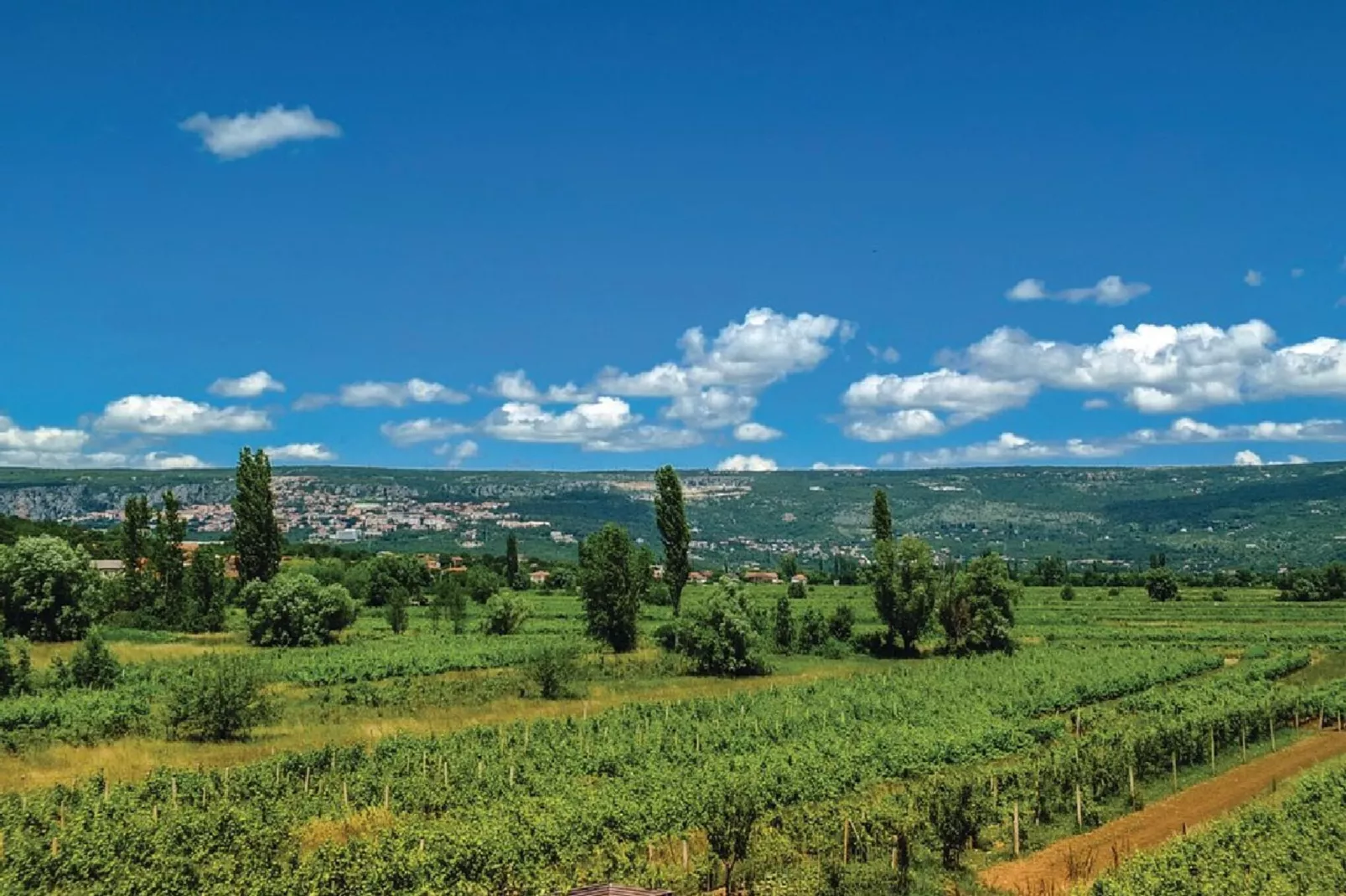 Villa Vinis Terra - Gebieden zomer 5km