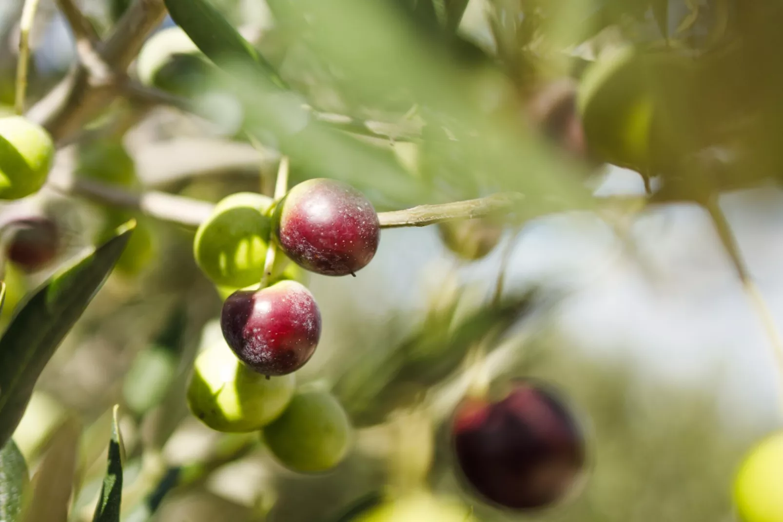 Adriatic Heritage Glamping No 1 - Sfeer