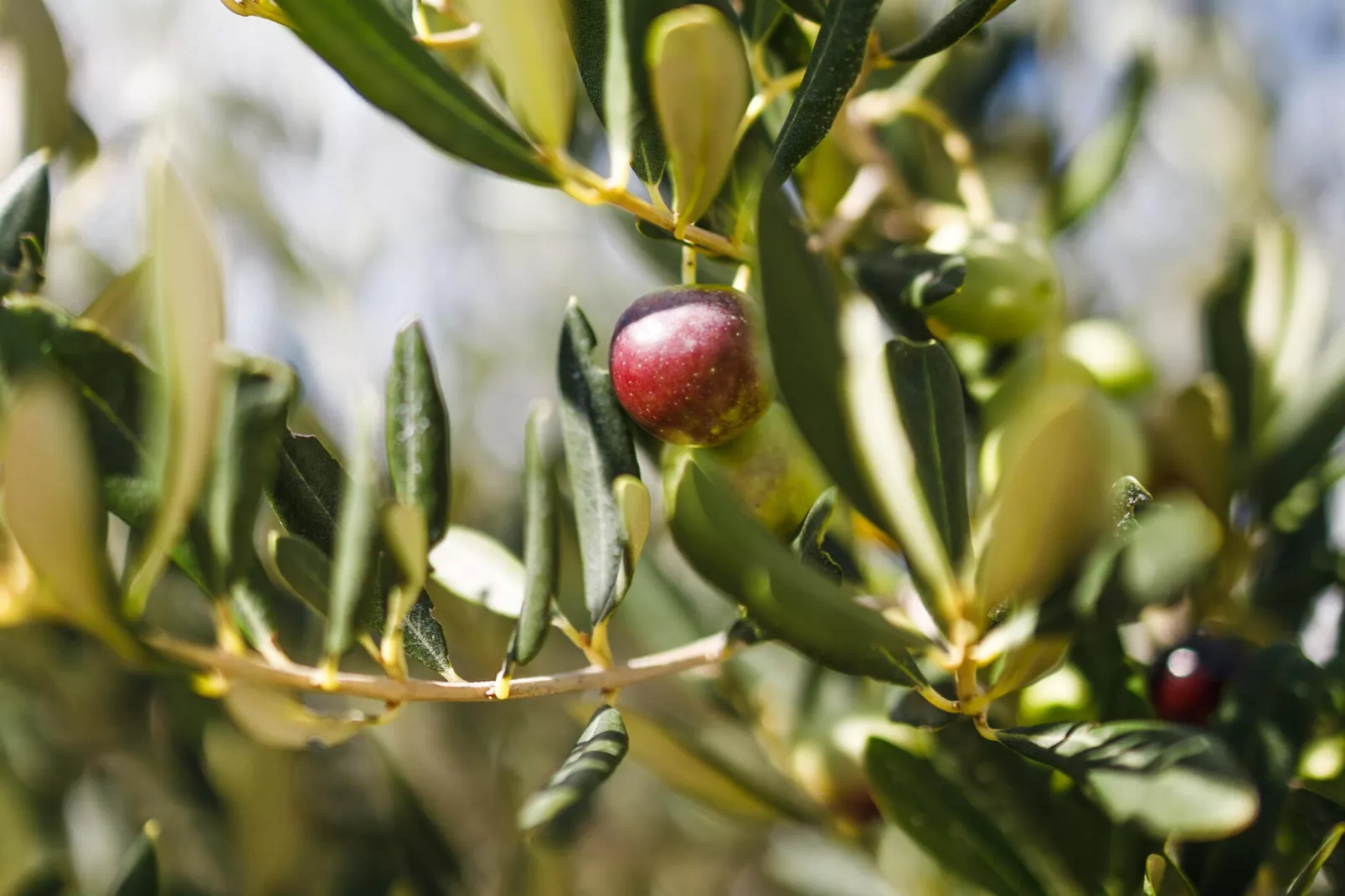 Adriatic Heritage Glamping No 1 - Sfeer