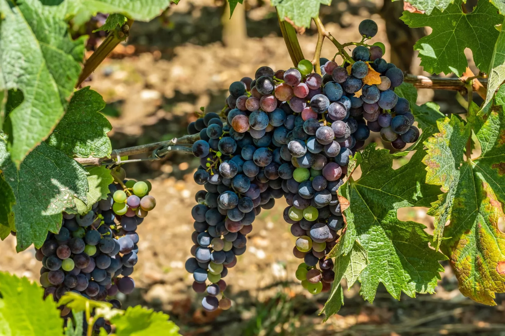 Villa Bellevue - Gebieden zomer 20km