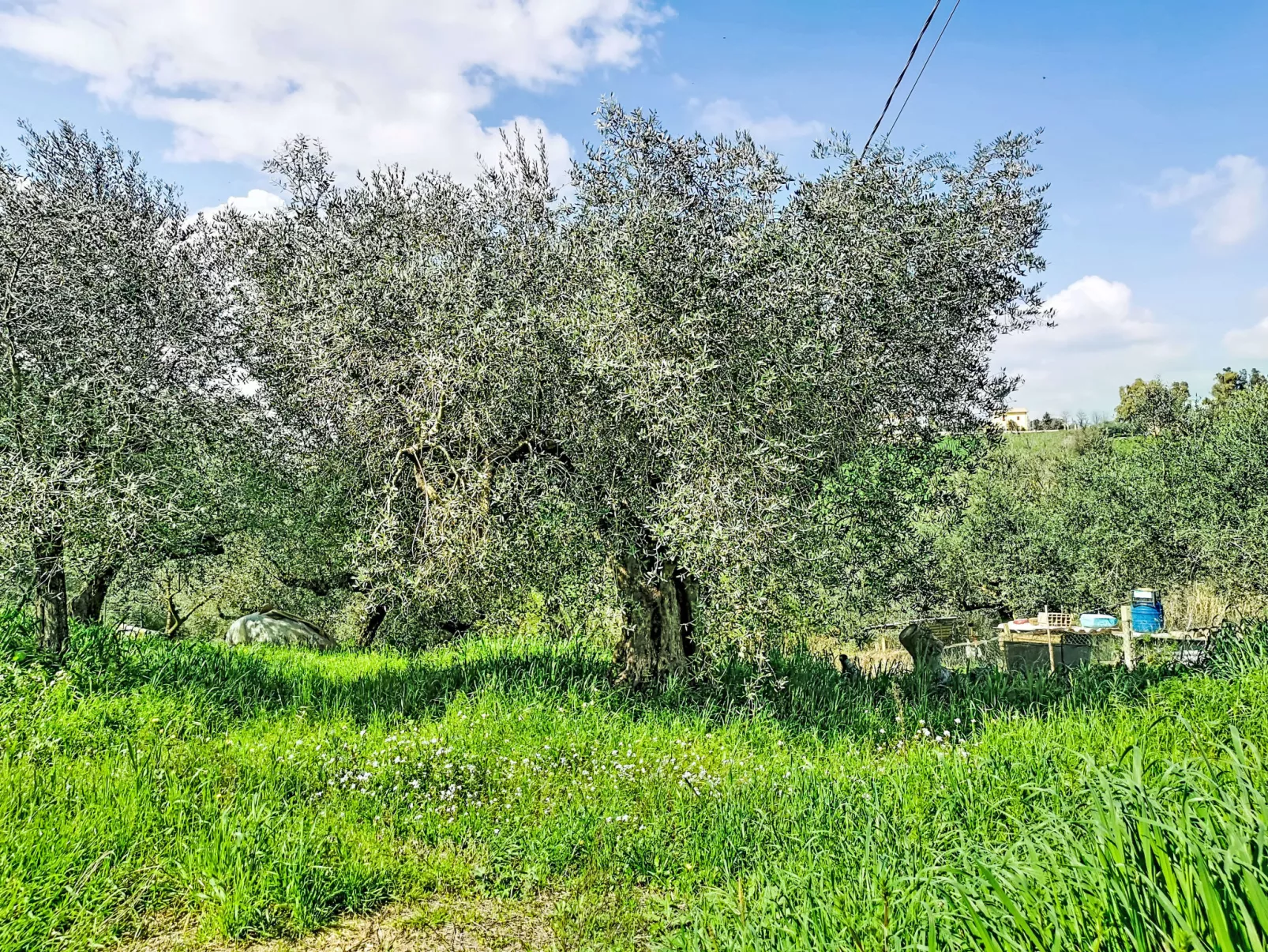 Velia's House - Buiten