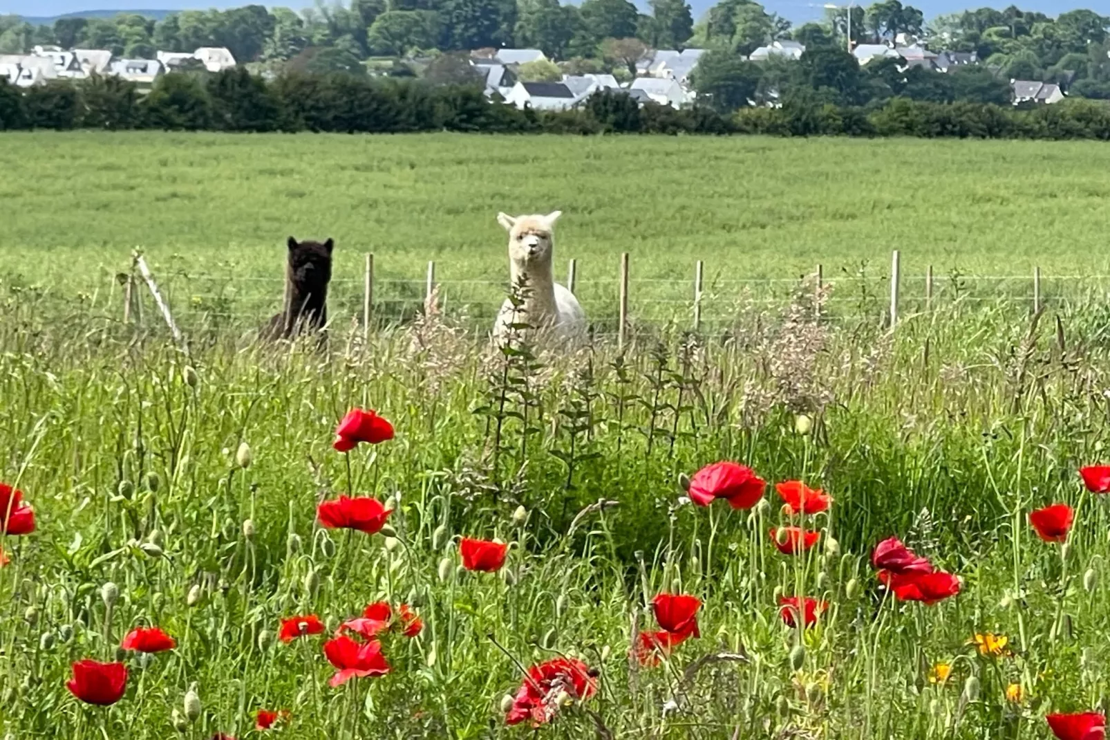 Joli Gite de vacances à Neulliac - Gebieden zomer 1km