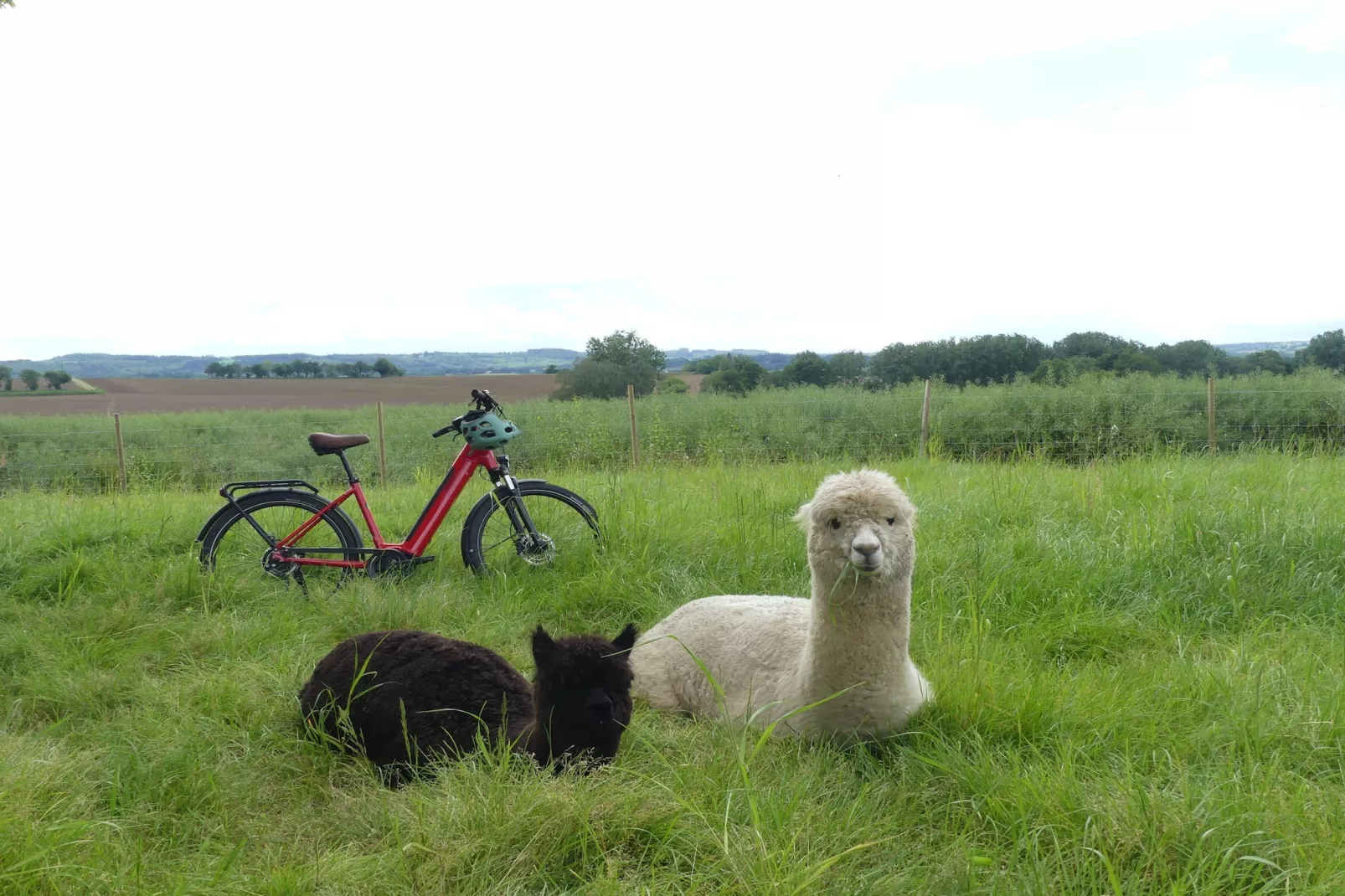 Joli Gite de vacances à Neulliac - Gebieden zomer 1km
