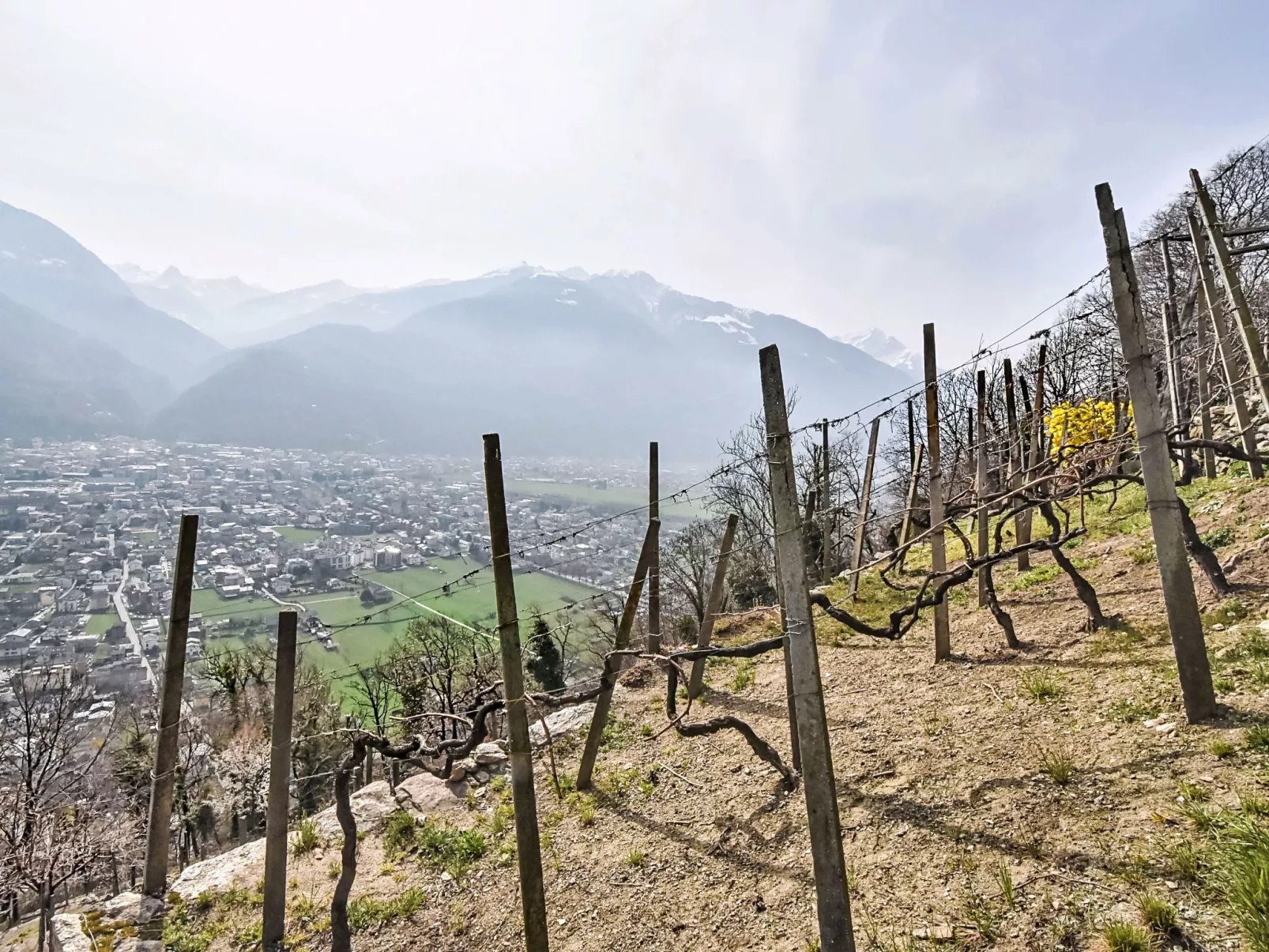 Al Vignale - La Vista - Buiten