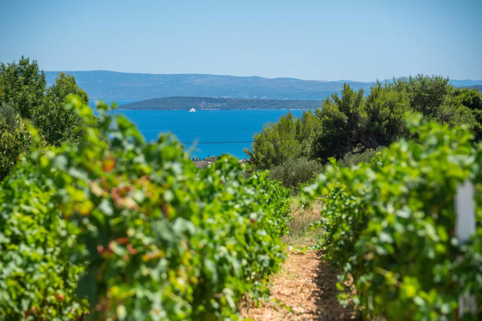 VILLA VISTA VINEA - Uitzicht zomer