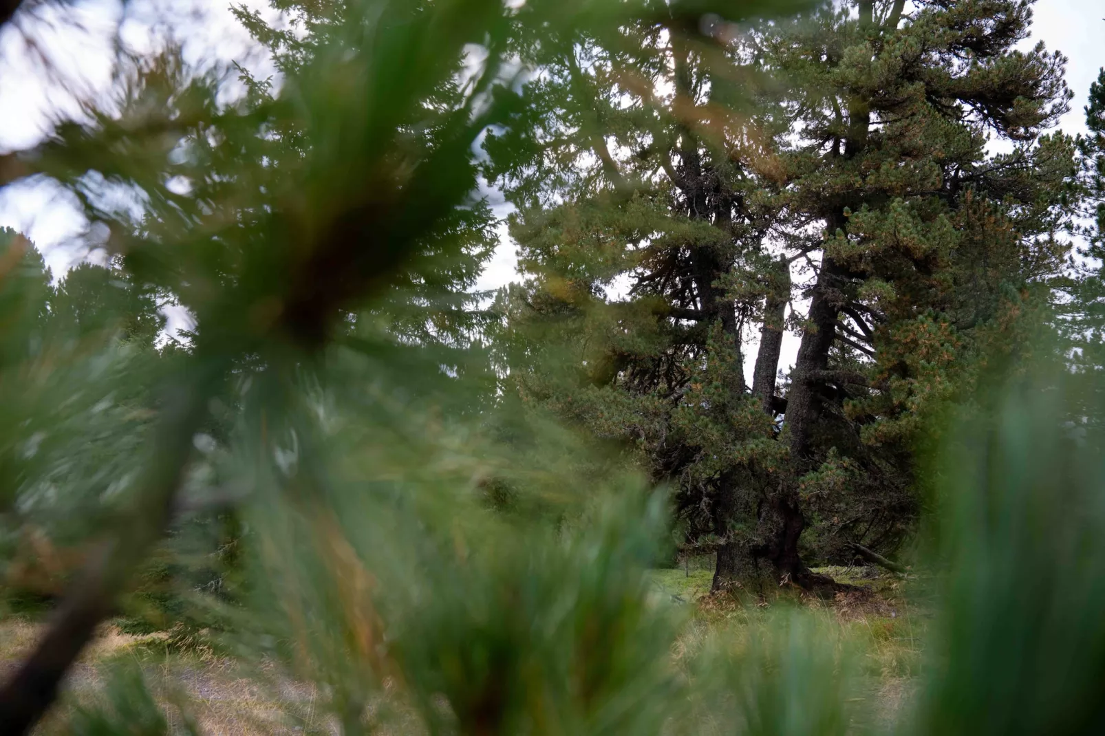 Naturchalets Turracher Höhe 32 - Buitenlucht