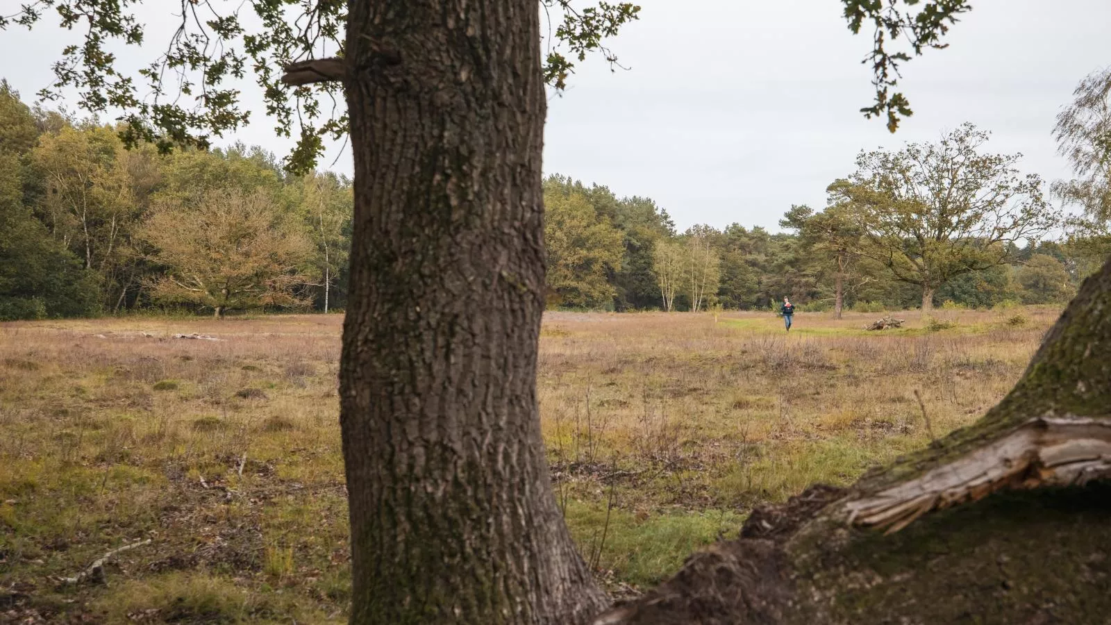 Glamping Kniphorst-Gebieden zomer 1km