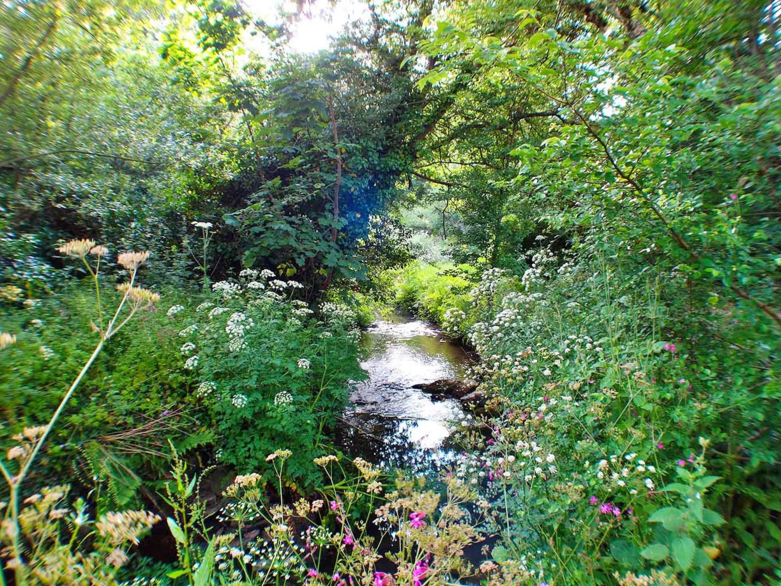 Porthcothan Mill Cottage - Buiten