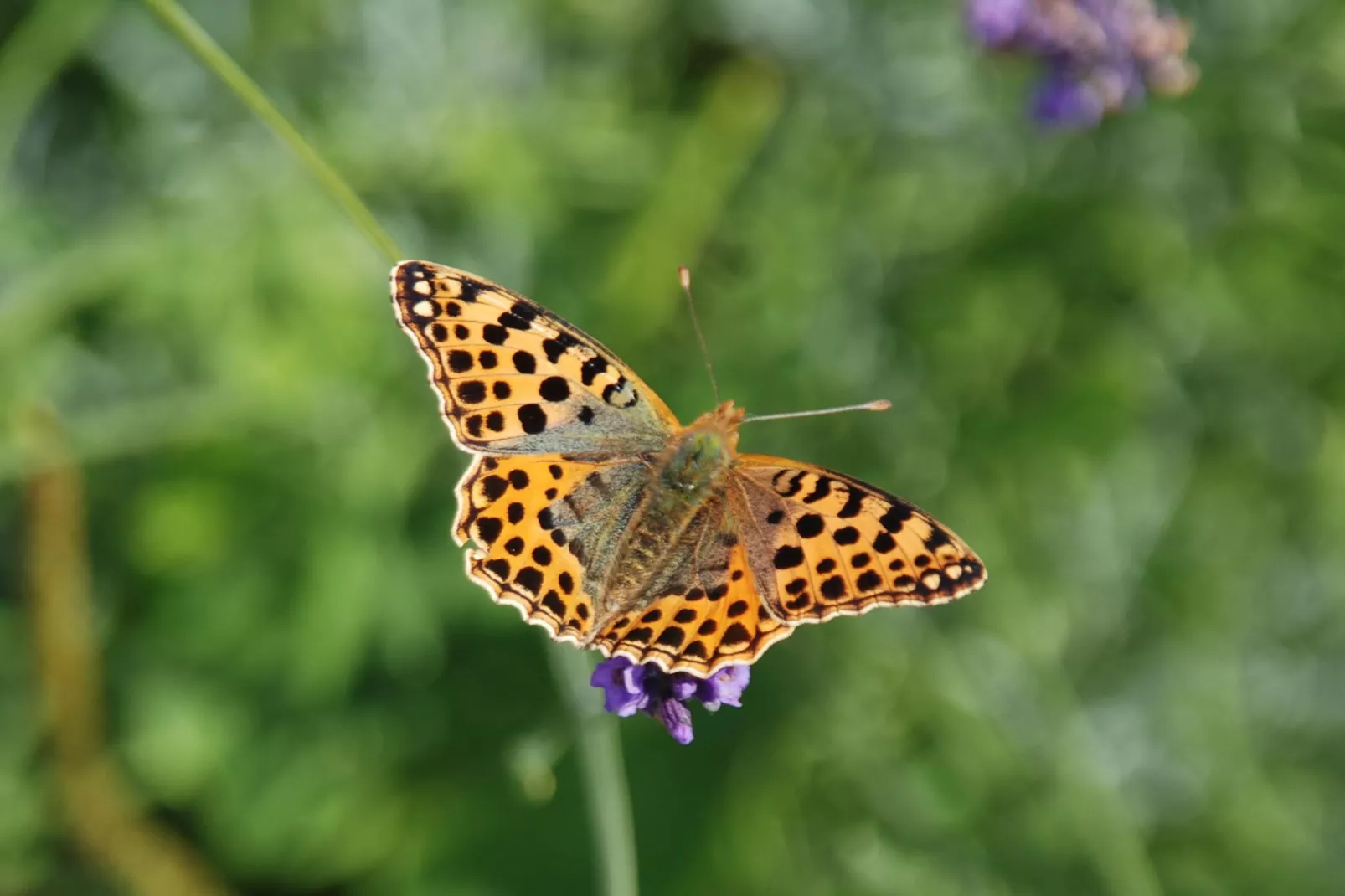 Fewo 01 6 P OG - Parkfaciliteiten