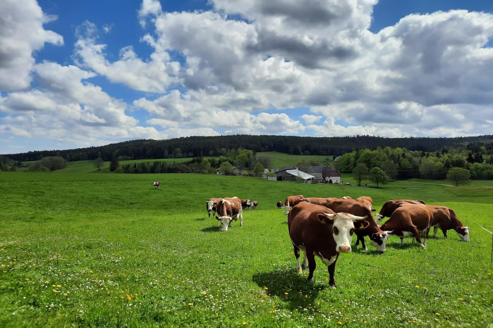 Zuckerbauernhof Weideblick - Tuinen zomer