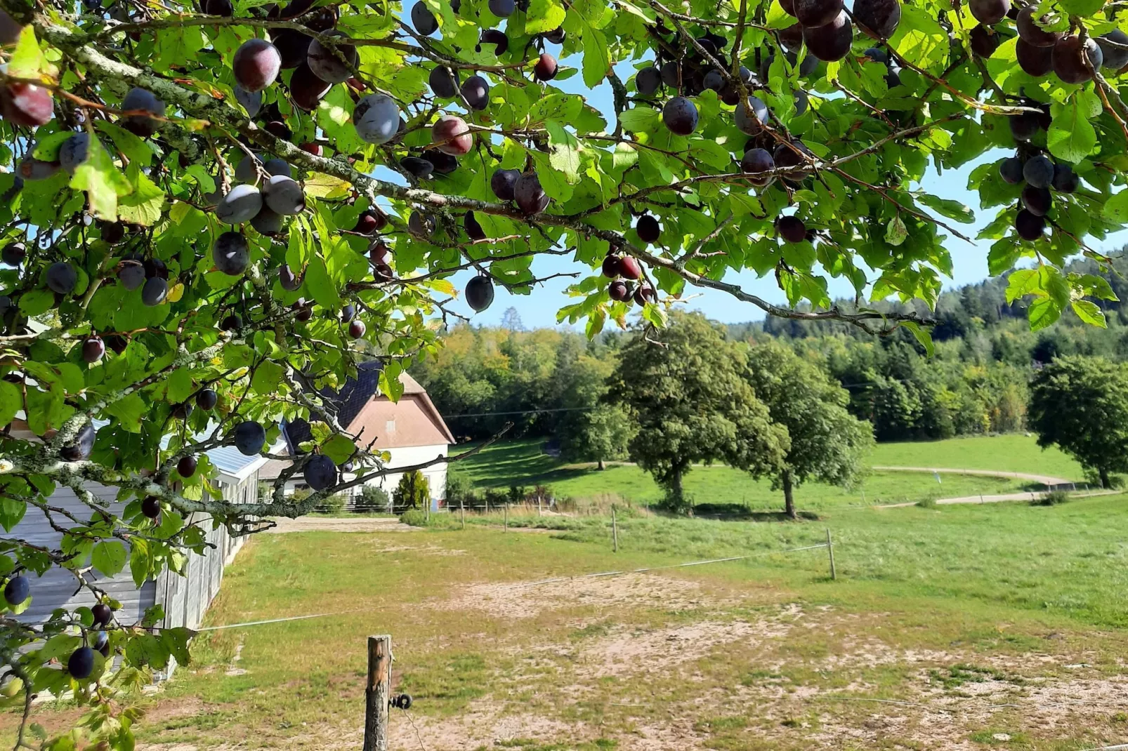 Zuckerbauernhof Weideblick - Tuinen zomer