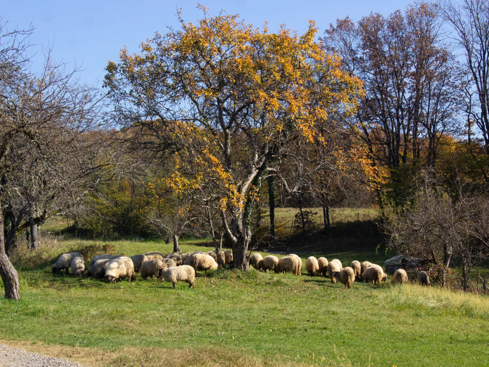 House Aurora Silvae - Buiten