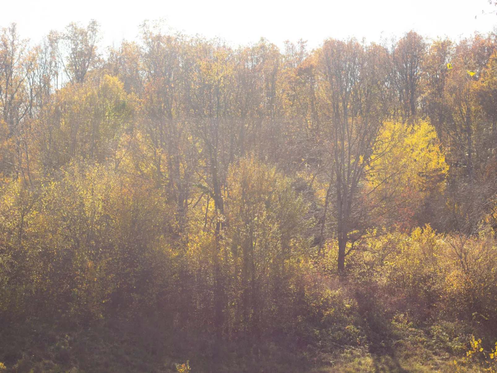 House Aurora Silvae - Buiten