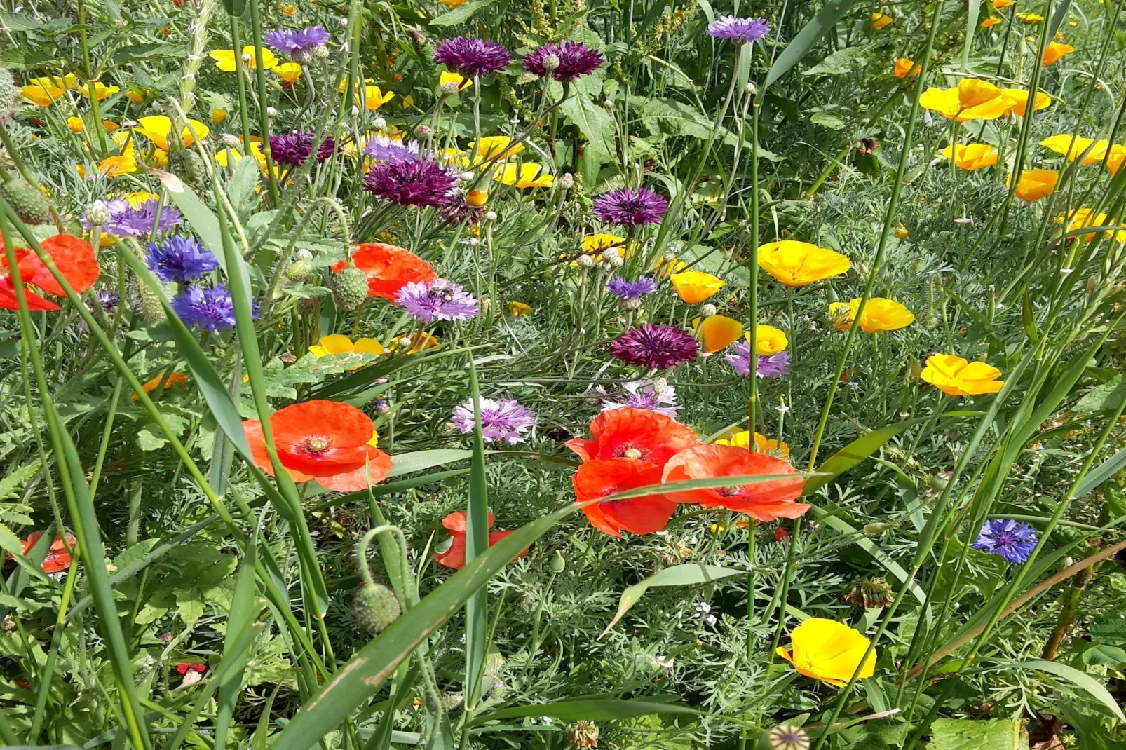 Zuckerbauernhof Weideblick - Gebieden zomer 1km