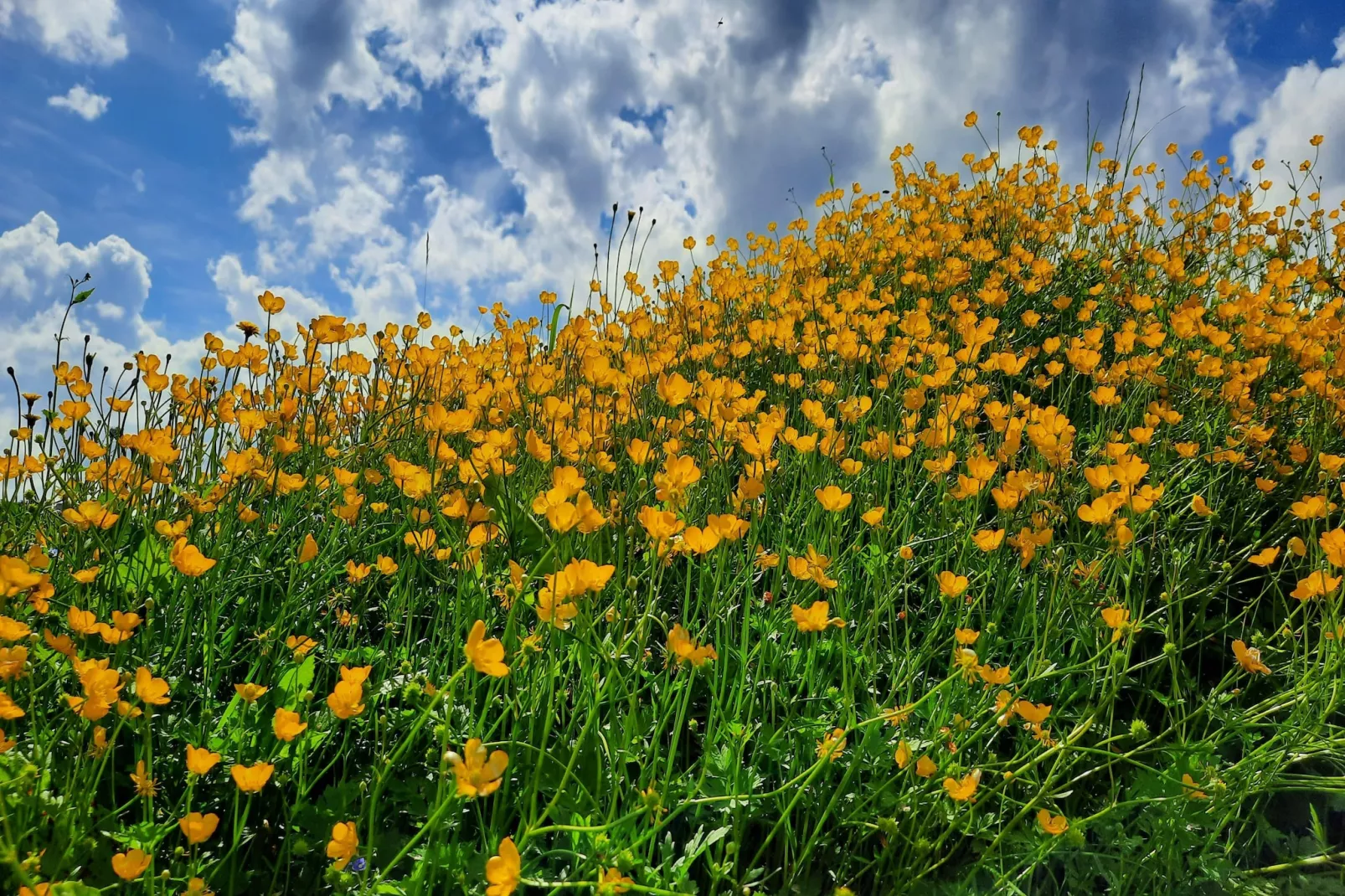 Zuckerbauernhof Weideblick - Gebieden zomer 1km