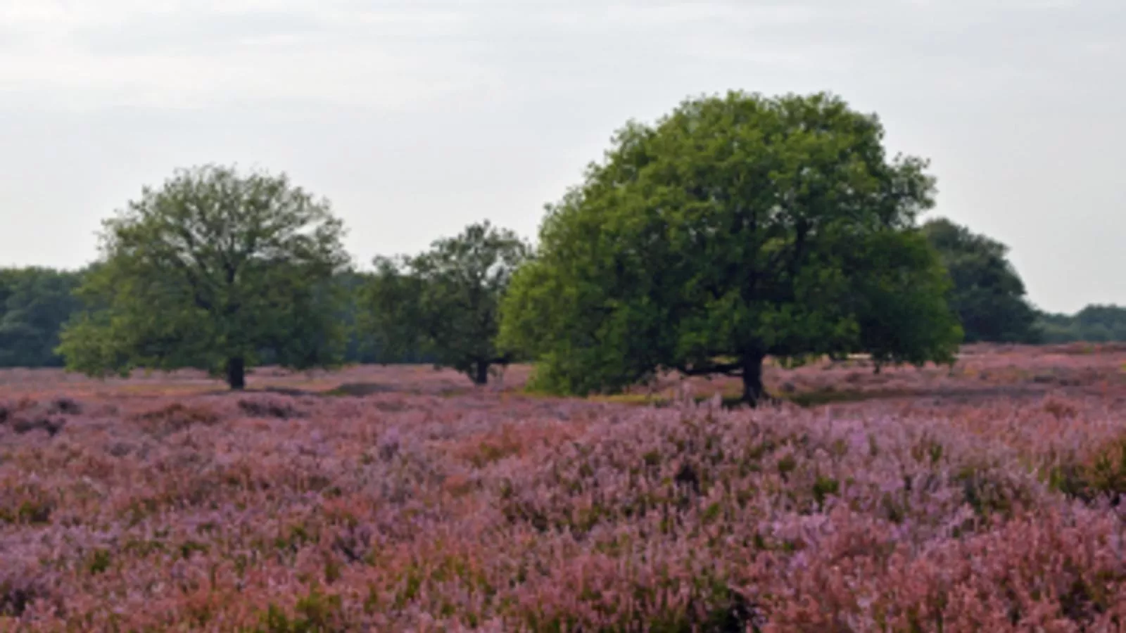 De Douglas - Gebieden zomer 5km