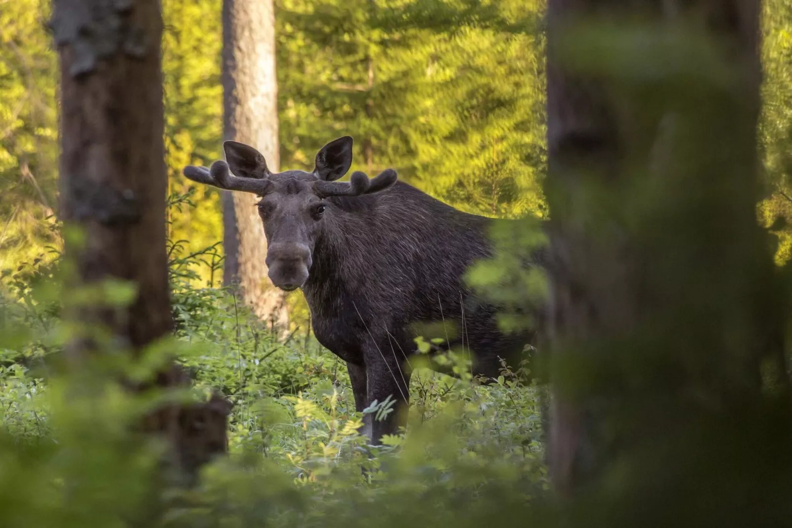 5 Personen vakantie huis in MYRESJÖ - Buitenlucht