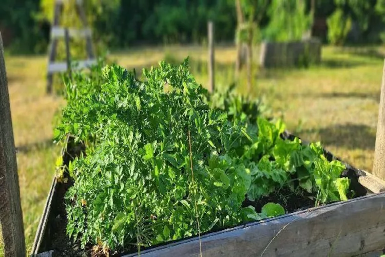 Dom wakacyjny z basenem w Kielnie - Tuinen zomer