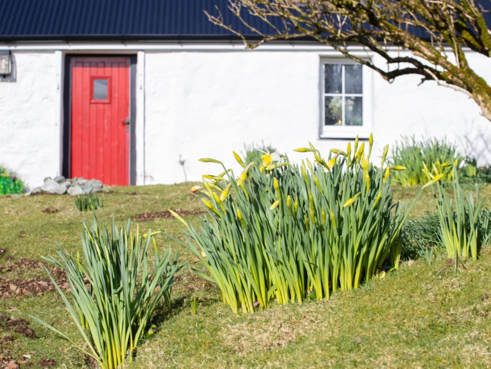 The Cottage - Buiten