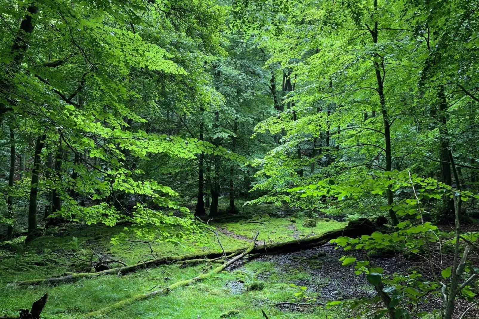 4 sterren vakantie huis in YNGSJÖ, SVERIGE - Buitenlucht
